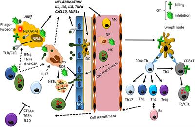 Preparations for Invasion: Modulation of Host Lung Immunity During Pulmonary Aspergillosis by Gliotoxin and Other Fungal Secondary Metabolites